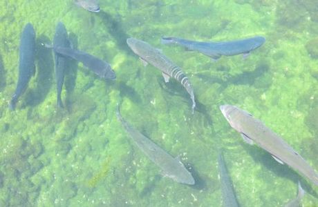 Red River Fish Hatchery