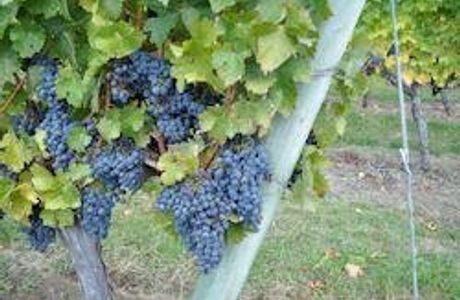J Bell Cellars