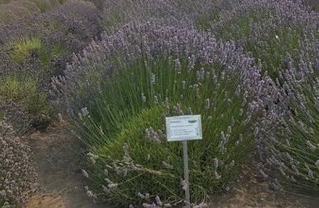 Olympic Lavender Heritage Farm