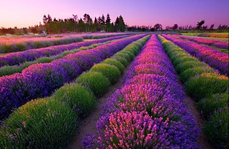 Port Williams Lavender Farm
