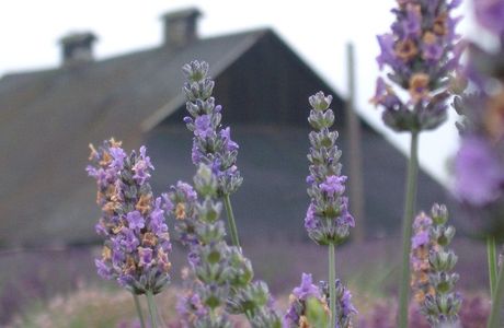 The Lavender Connection