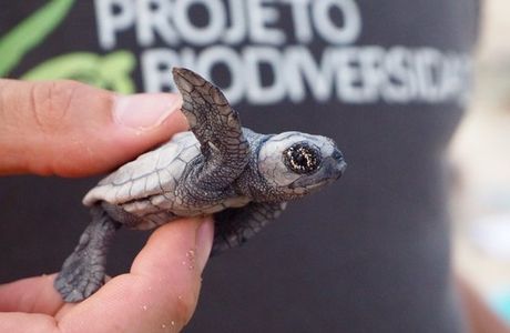 Project Biodiversity Turtle Conservation Hatchery