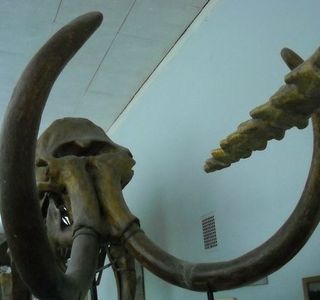 National Museum of Natural History