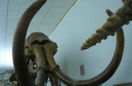 National Museum of Natural History