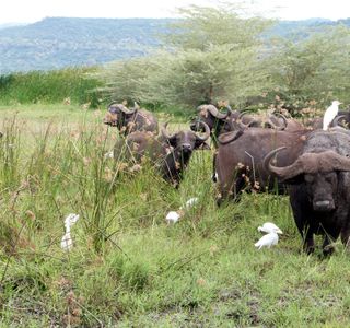 Sarabah National Park