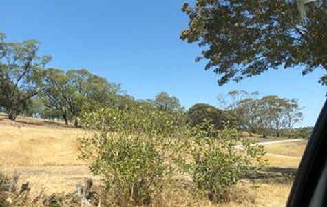 Barossa and Light Cab Service 1