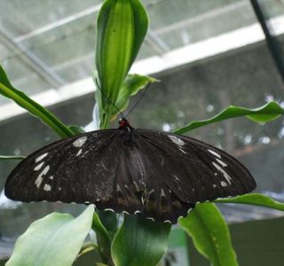Butterfly Shop Kuranda