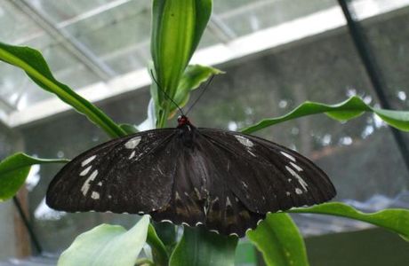 Butterfly Shop Kuranda
