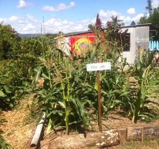 Mullumbimby Community Gardens