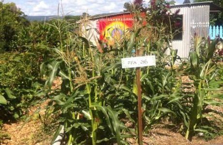 Mullumbimby Community Gardens