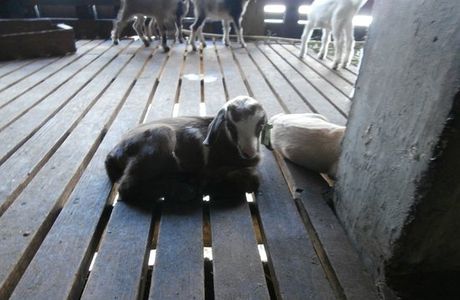 Goatland