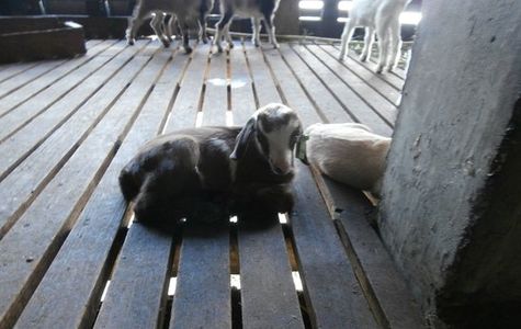 Goatland 1