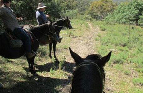 Snowy Wilderness Horse Riding
