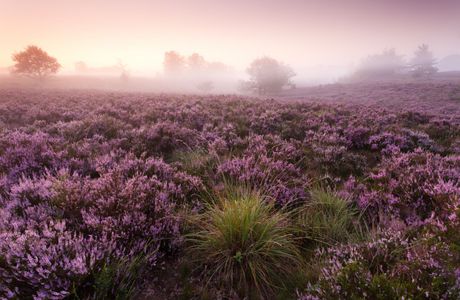 Mechelse Heide