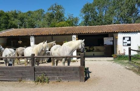 Promenade a Cheval Chez Elise