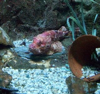 Aquarium de l'Institut océanographique Paul Ricard