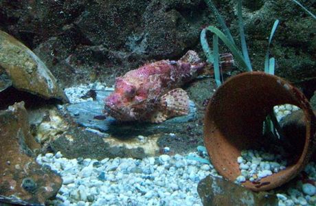 Aquarium de l'Institut océanographique Paul Ricard