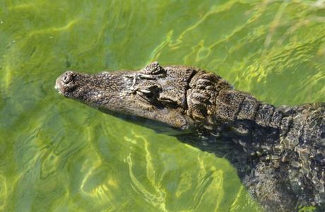 Zoa Parc Animalier et Botanique