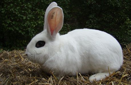 La Brocanterie du Lapin Bleu