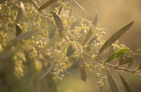 Cadenela Organic Extra Virgin Olive Oil