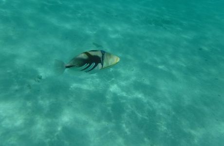 Tikioki Marine Reserve