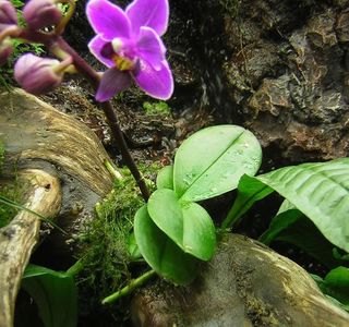Reserva Orquideas