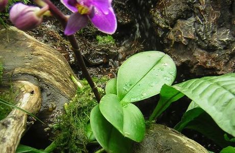 Reserva Orquideas