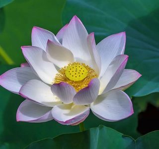 Lotus