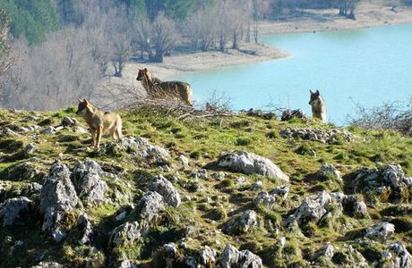 Area faunistica del Lupo