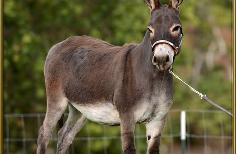 Donkey Ranch