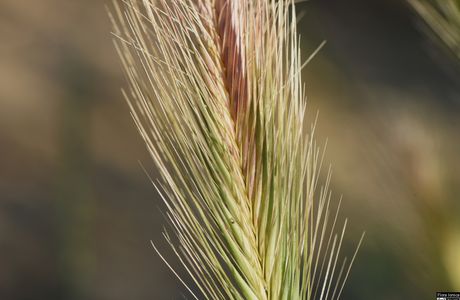 Hordeum