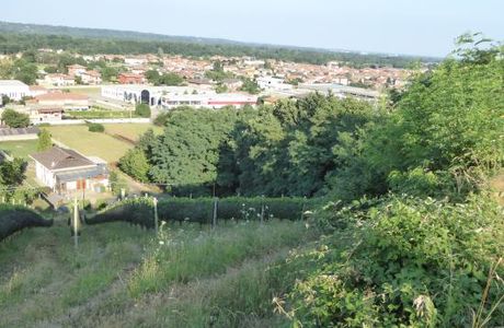 Madonna dell'Uva