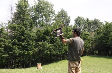 I Falconieri del Feudo