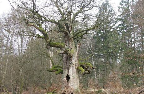 Urwald Sababurg