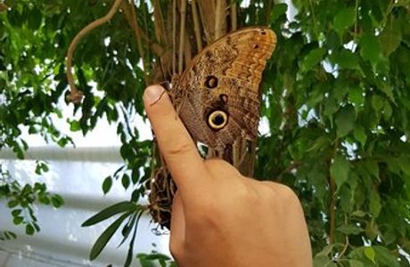 Butterfly House Elbauenpark