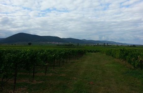 Karl Pfaffmann Weingut