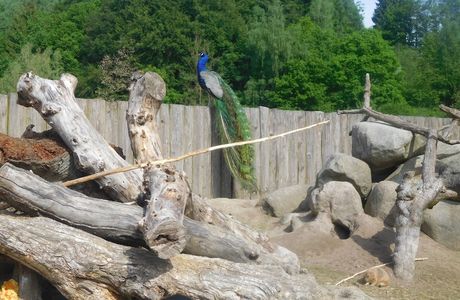Vogelpark Heiligenkirchen