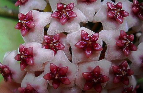 Hoya Instituto