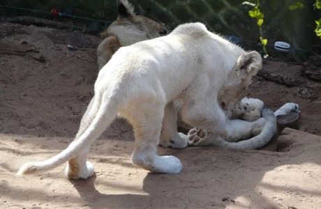 Seaview Lion Park
