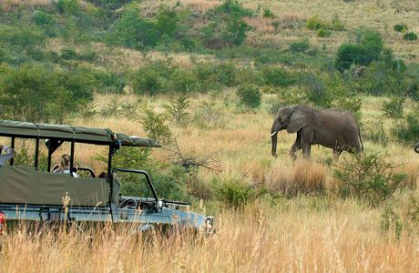 Safari Lodge Shuttle - Day Tours
