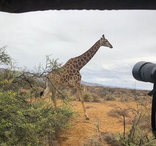 Inverdoorn Game Reserve Safaris
