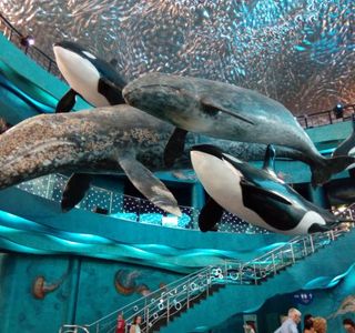 Oceanarium Akvamir