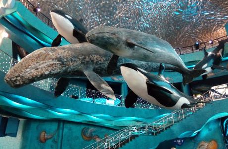 Oceanarium Akvamir