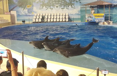 Anapa Dolphinarium (Nemo)