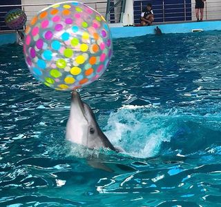 Dolphinarium Lazarevskiy