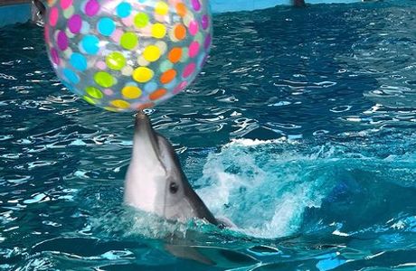Dolphinarium Lazarevskiy