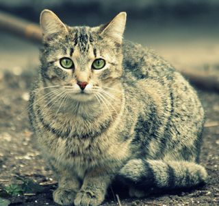 Erudite Cat