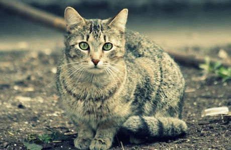 Erudite Cat