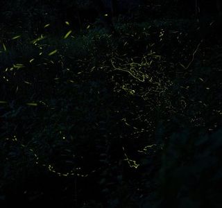 Village of Firefly
