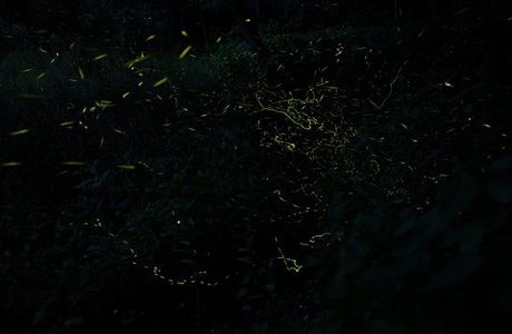 Village of Firefly
